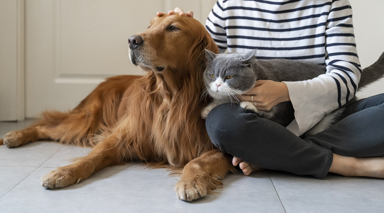 Why Pet Custody will be an integral part of your separation or divorce